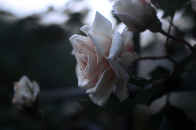 White-Rose-Flowers-Closeup-Photgraphy_FOpYY59EZ6U2.jpeg