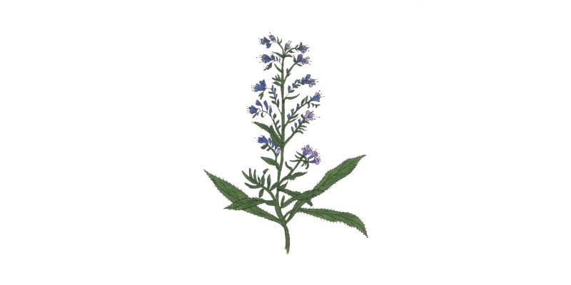 fleurmauve.jpg